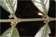Lasianthus capitulatus